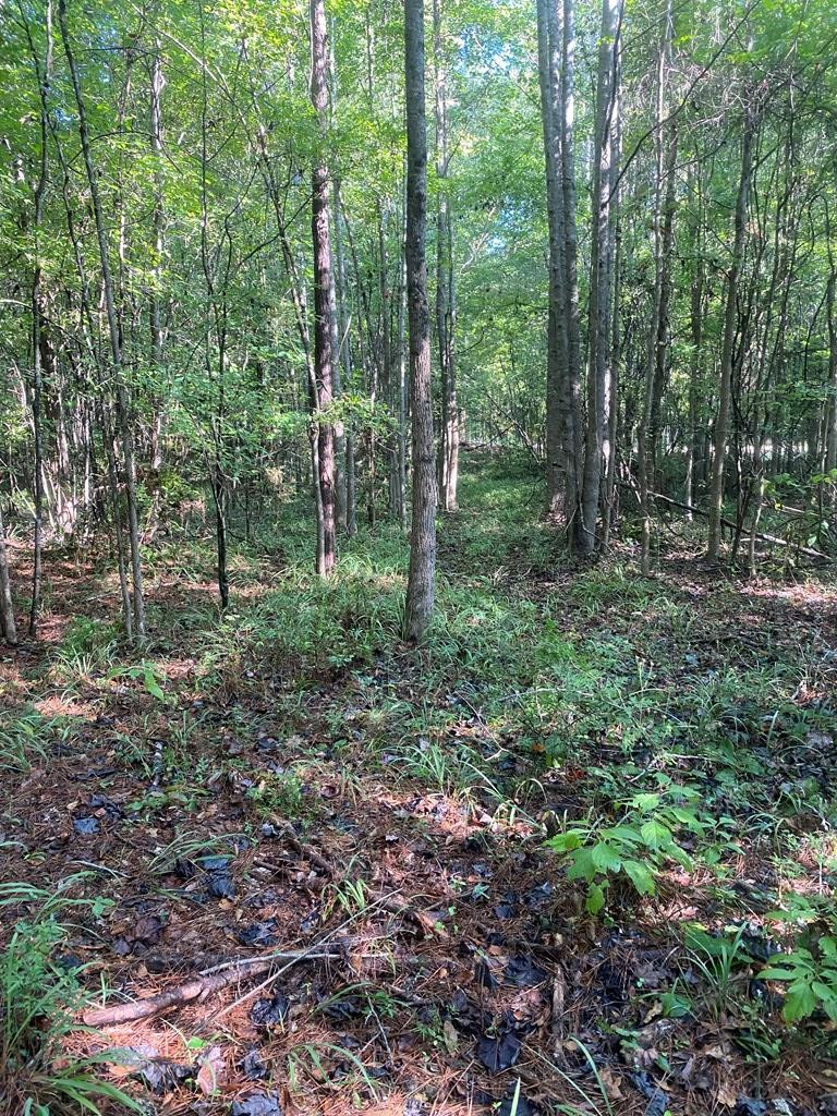 0 Yates Road Sontag, MS 39665 - Photo 17 of 20 Photo 17