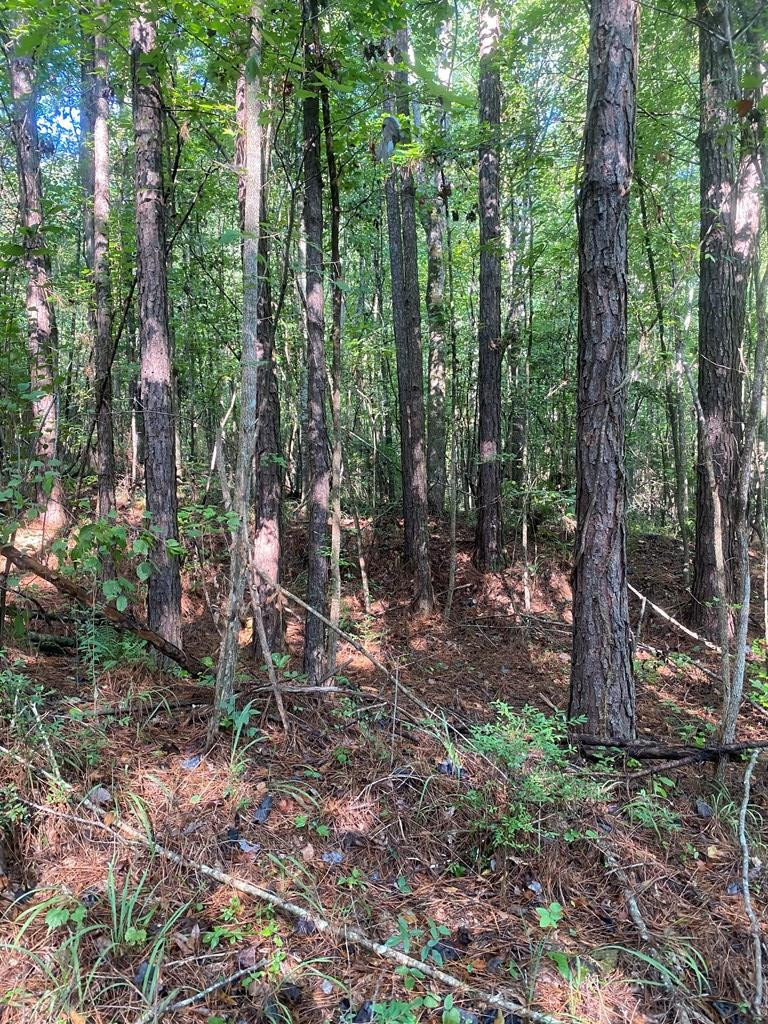0 Yates Road Sontag, MS 39665 - Photo 18 of 20 Photo 18