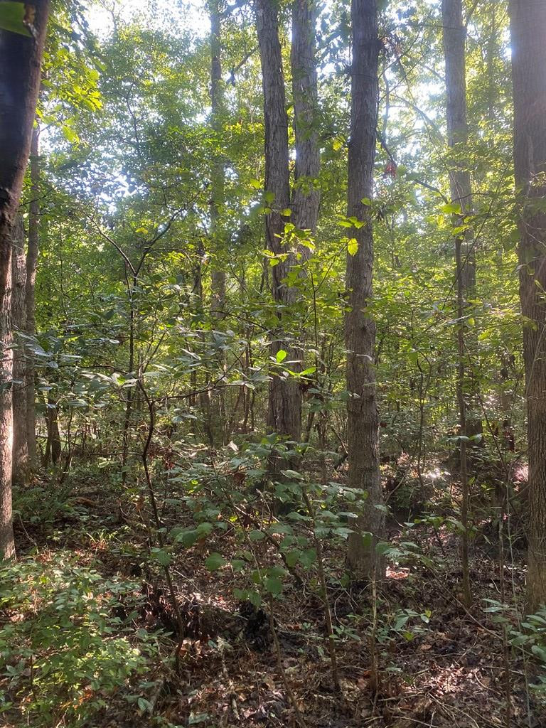0 Yates Road Sontag, MS 39665 - Photo 4 of 20 Photo 4