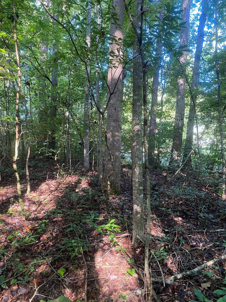 0 Yates Road Sontag, MS 39665 - Photo 5 of 20 Photo 5