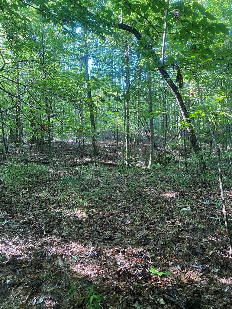 0 Yates Road Sontag, MS 39665 - Photo 6 of 20 Photo 6