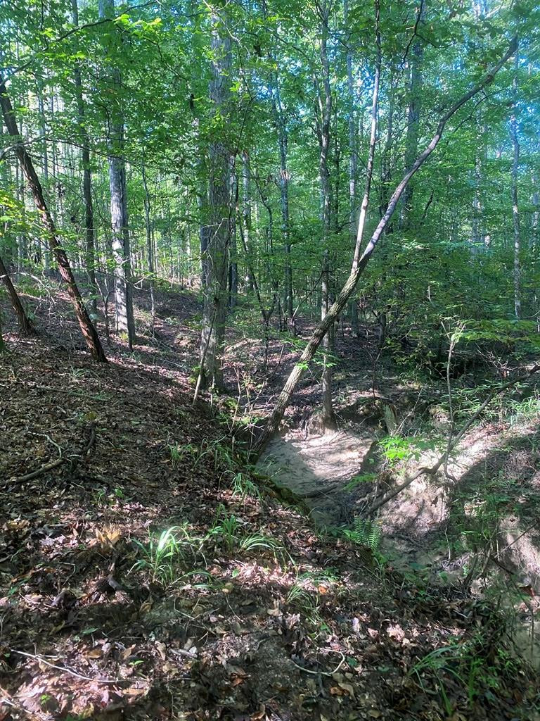 0 Yates Road Sontag, MS 39665 - Photo 8 of 20 Photo 8