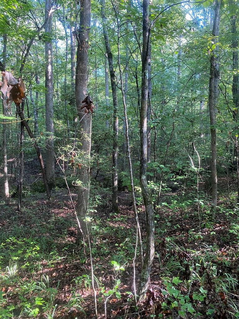 0 Yates Road Sontag, MS 39665 - Photo 10 of 20 Photo 10