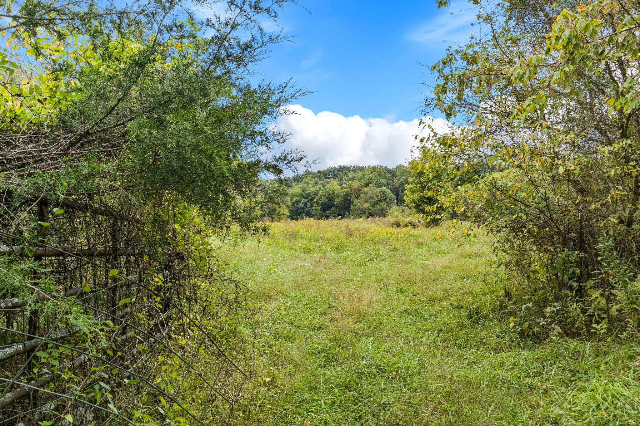 306 Billy Jones Road Greeneville, TN 37745 - Photo 36 of 56 32-web-or-mls-32