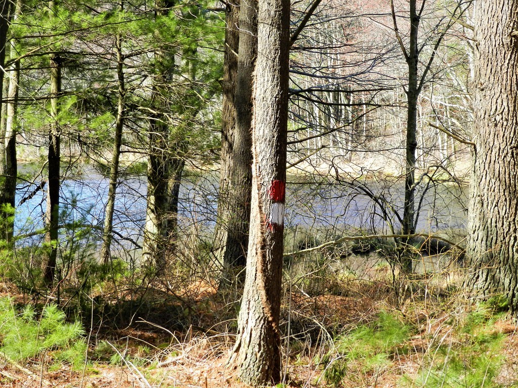 11 South Road Sturbridge, MA 01566 - Photo 8 of 17 a backyard of a house with large trees