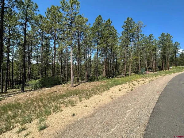 a view of tall trees with a yard