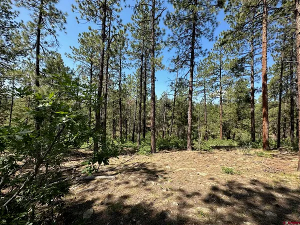 a view of a yard with trees
