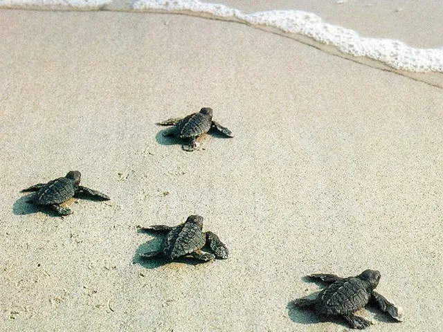 $7,500,000 | 1746 Ocean Drive, Vero Beach, FL 32963