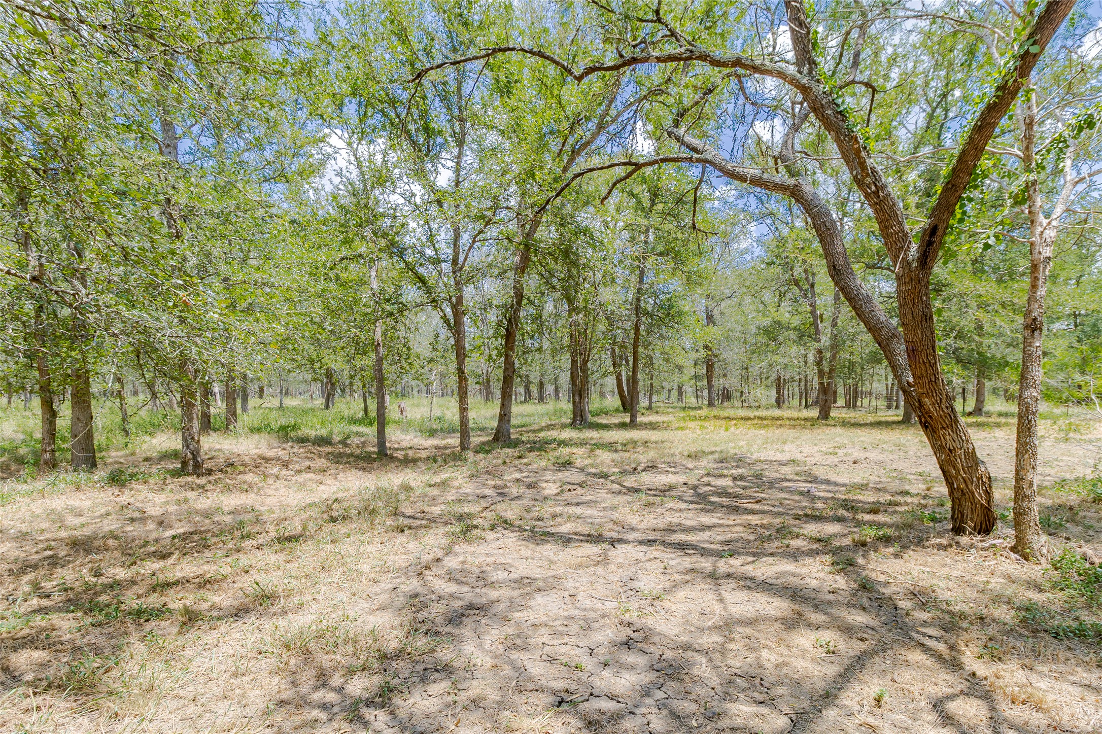 4459 Pettytown Road Dale, TX 78616 - Photo 5 of 30 a view of a yard with trees