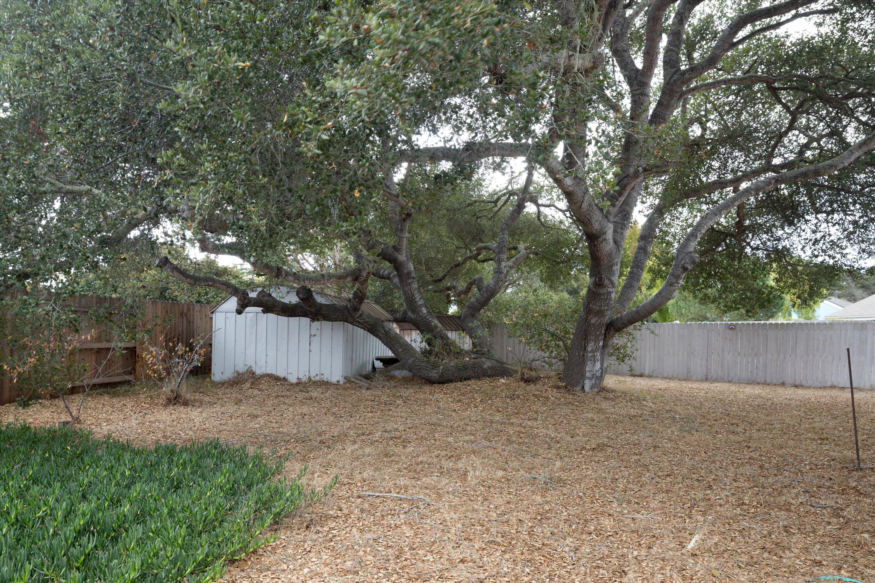 970 Onstott Road Lompoc, CA 93436 - Photo 32 of 38 a view of backyard with a barn and large trees