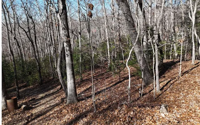 a view of a forest with a tree
