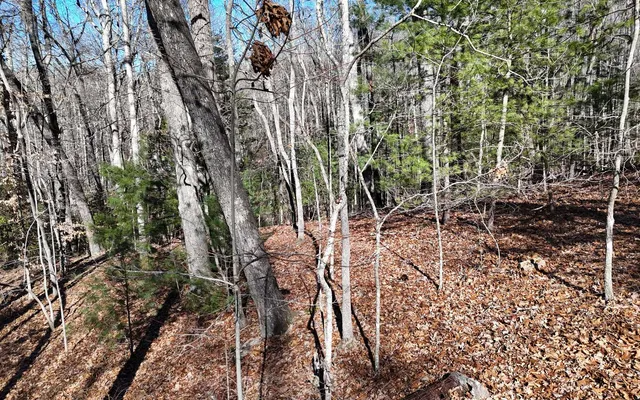 a view of a dry yard with mountains in the background