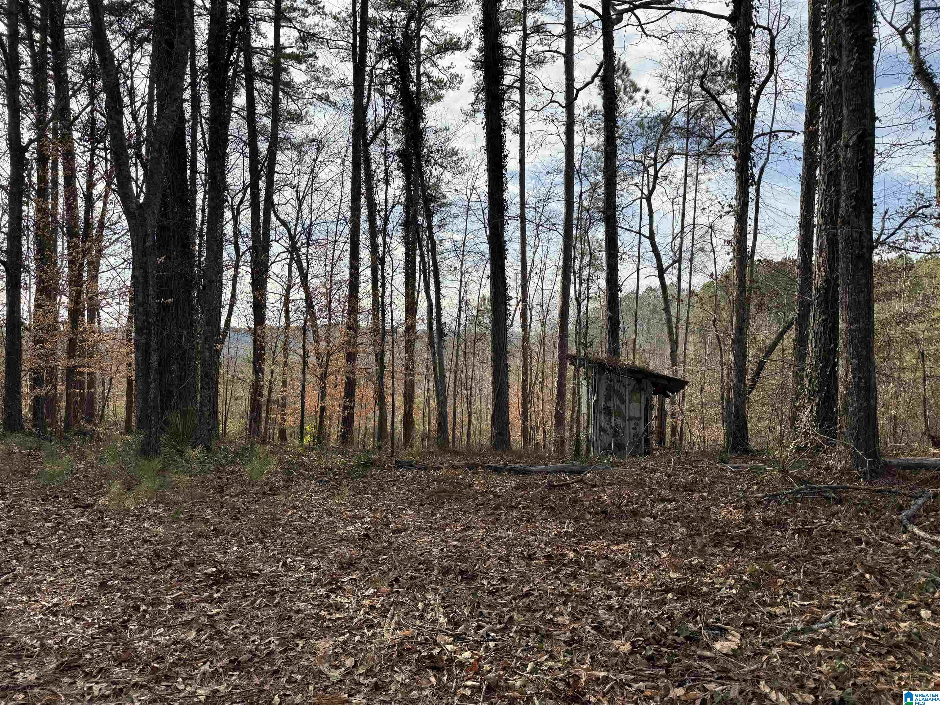 0 Old Georgia Road Fruithurst, AL 36262 - Photo 3 of 10