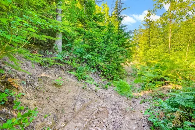 a view of a lush green forest