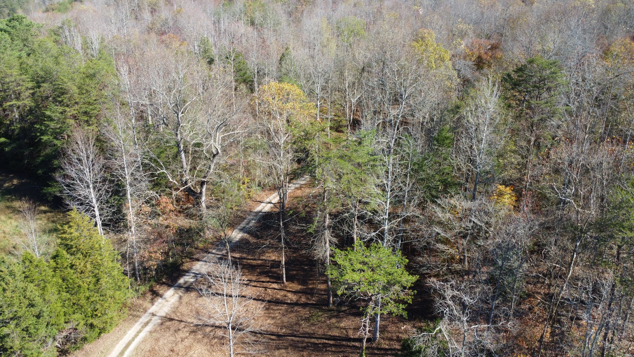 900 Ridge Road Quebeck, TN 38579 - Photo 18 of 46 a view of a yard with plants and trees