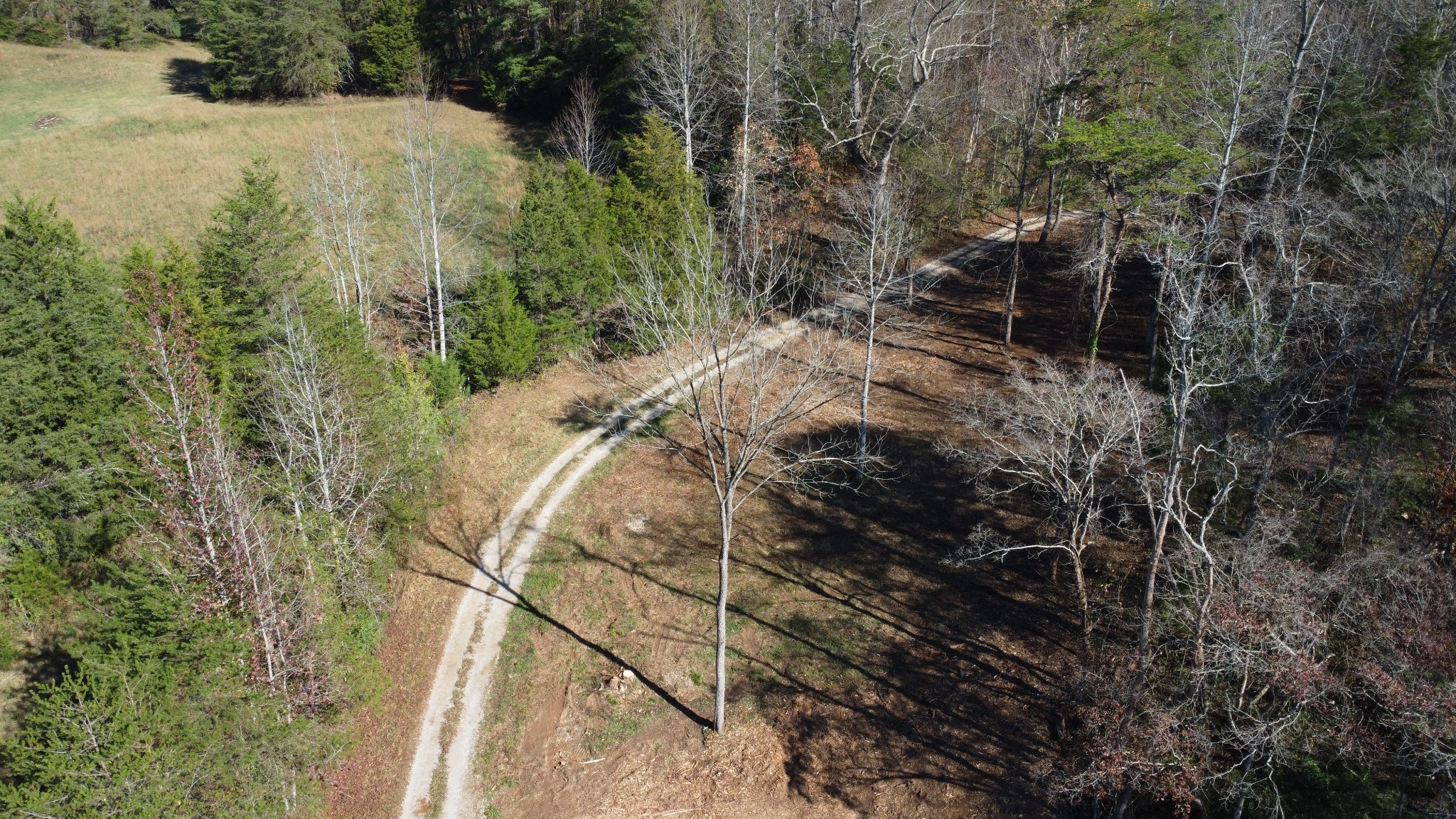 900 Ridge Road Quebeck, TN 38579 - Photo 29 of 46 a view of a yard with plants and large trees