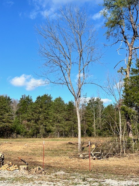 900 Ridge Road Quebeck, TN 38579 - Photo 40 of 46 a view of a yard with an tree