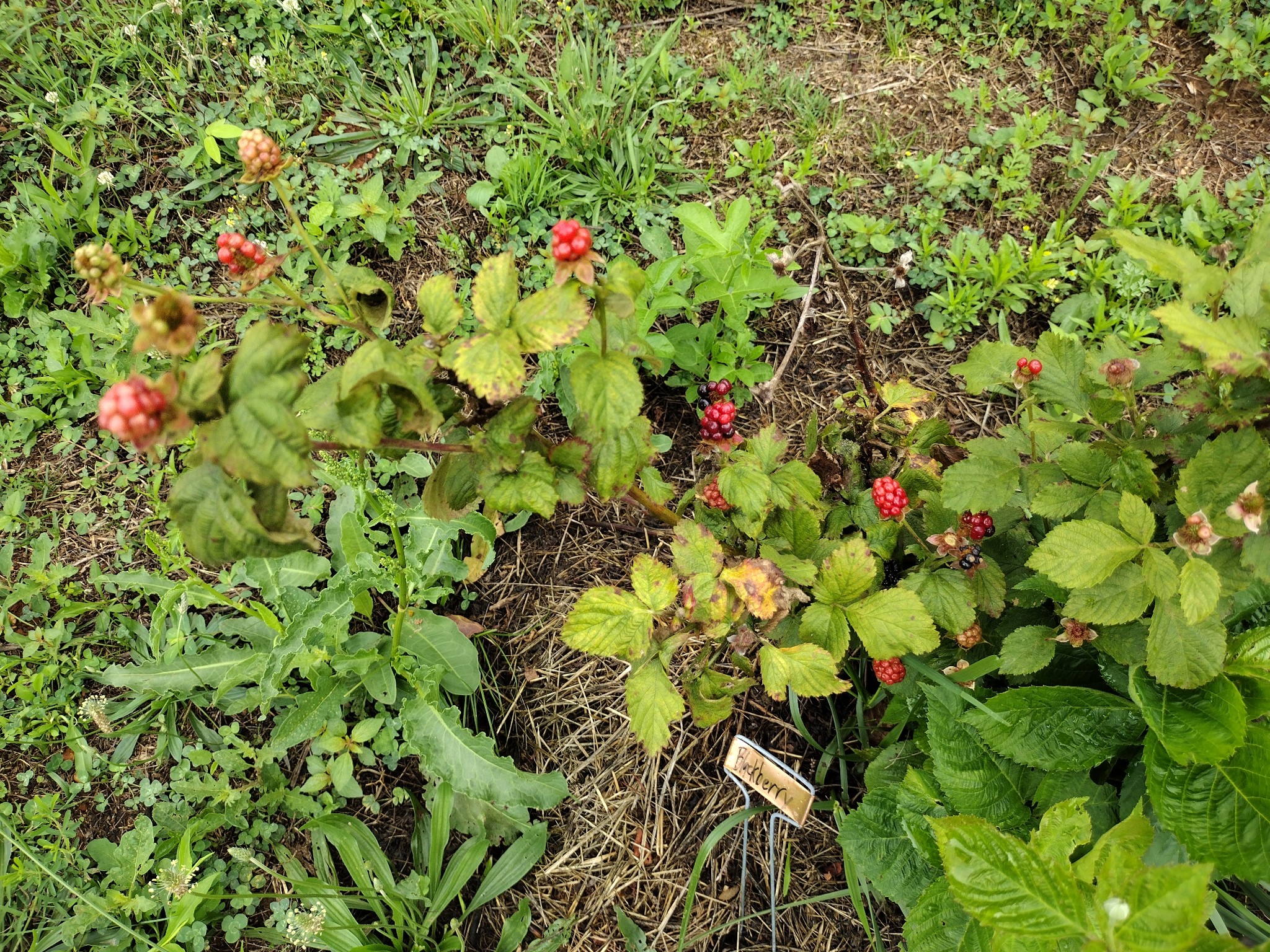 900 Ridge Road Quebeck, TN 38579 - Photo 41 of 46 a view of a flower in a garden