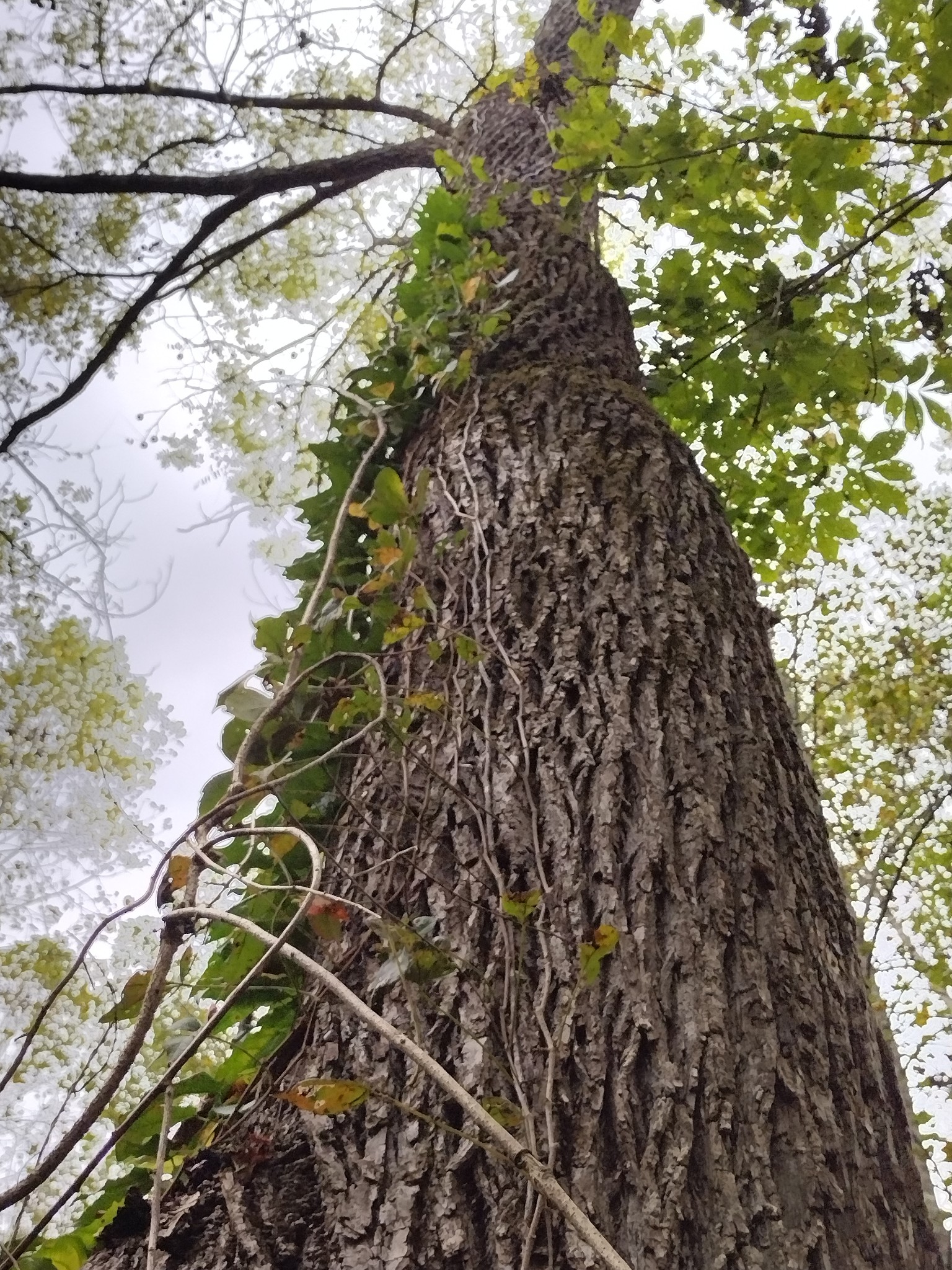 900 Ridge Road Quebeck, TN 38579 - Photo 44 of 46 a picture of tree