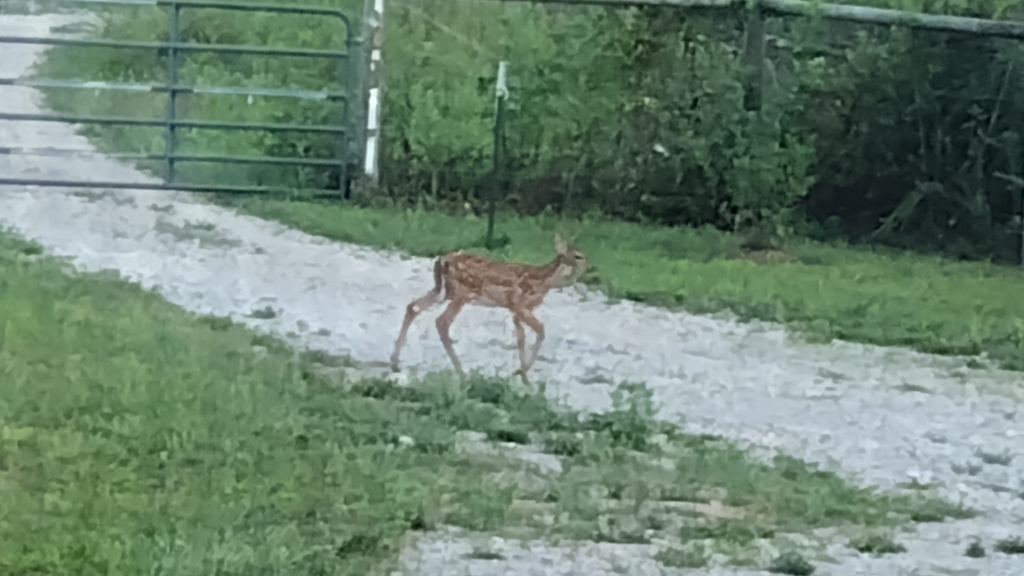900 Ridge Road Quebeck, TN 38579 - Photo 45 of 46 a view of a yard with a bench