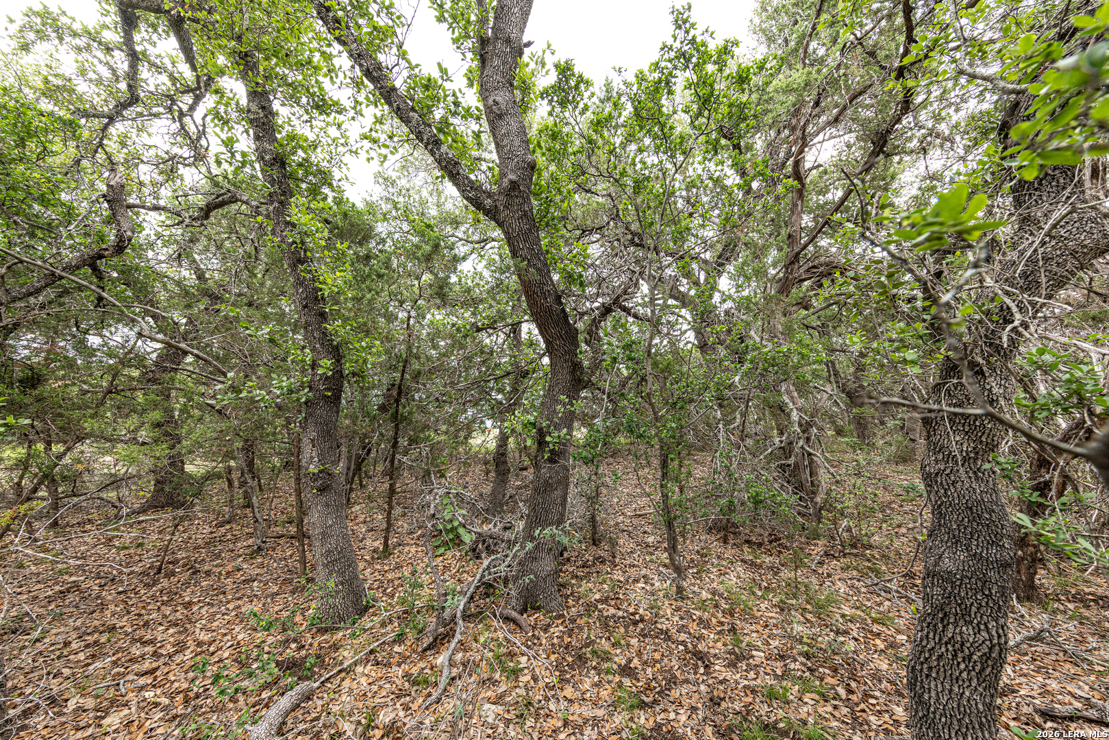 563 Abodar Trail Spring Branch, TX 78070 - Photo 15 of 55