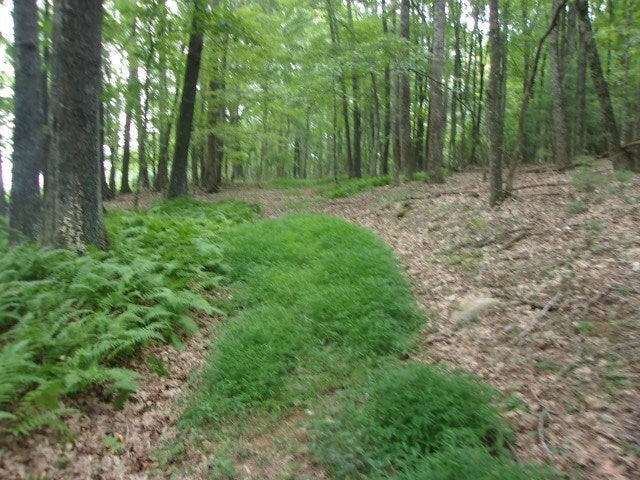 Tbd Old Barrett Road Ennice, NC 28623 - Photo 7 of 12 Gallery Image 7