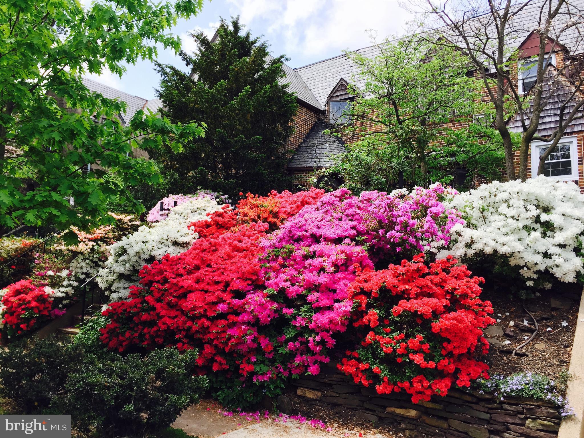 3723 Rexmere Road Baltimore, MD 21218 - Photo 3 of 30 The iconic azaleas of Rexmere Rd