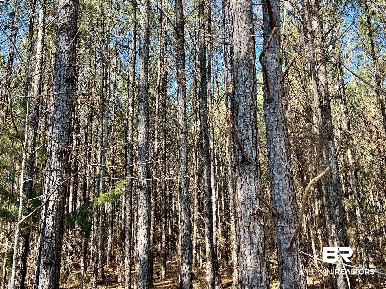 0 Highway 84 Evergreen, AL 36401 - Photo 33 of 50