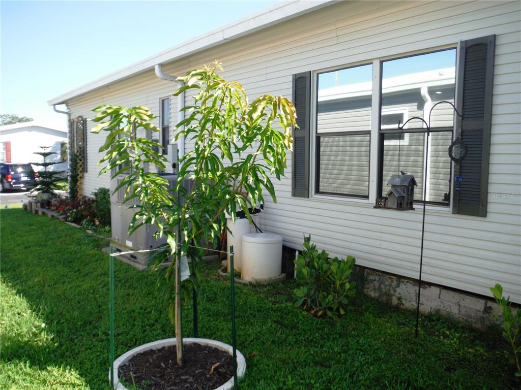 168 Pinewood Terrace, Unit 104 Safety Harbor, FL 34695 - Photo 41 of 55 a view of a back yard of the house
