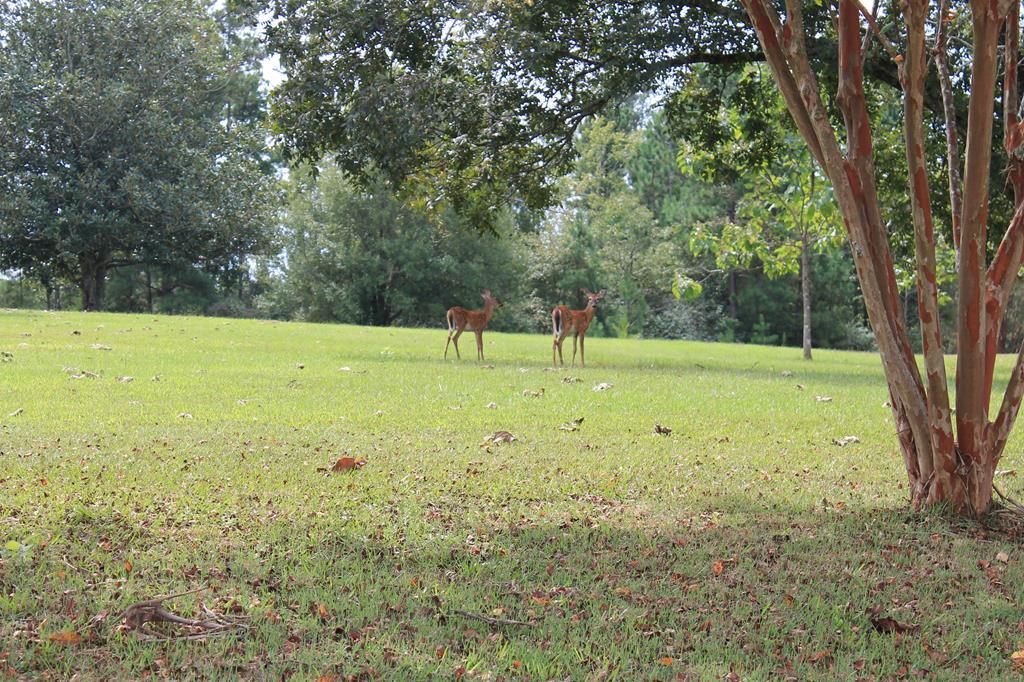 816 Pate Road Juliette, GA 31046 - Photo 34 of 34 Additional Photo