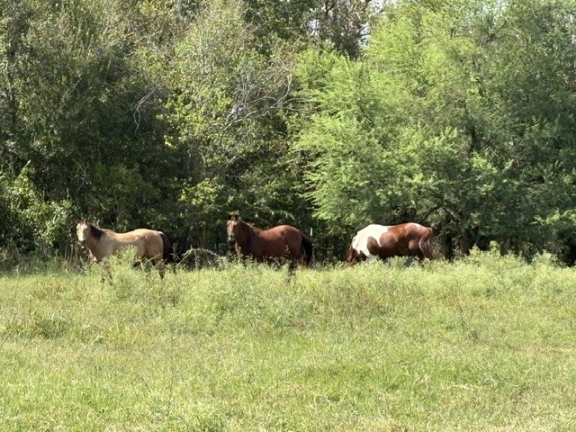 Bring your horses & cows