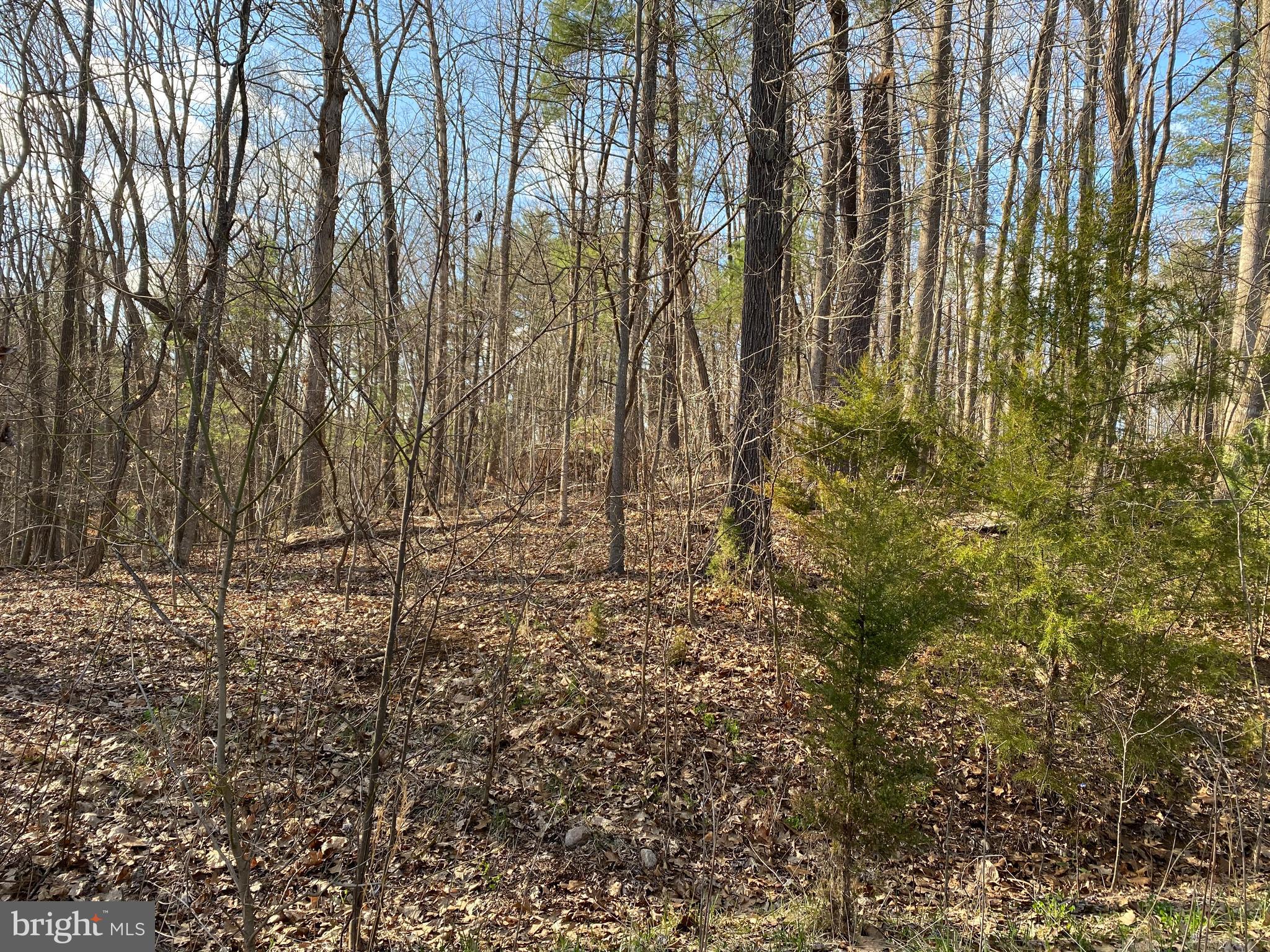 Lot 11 Jones Farm Road Bentonville, VA 22610 - Photo 2 of 10 From the road looking into the lot