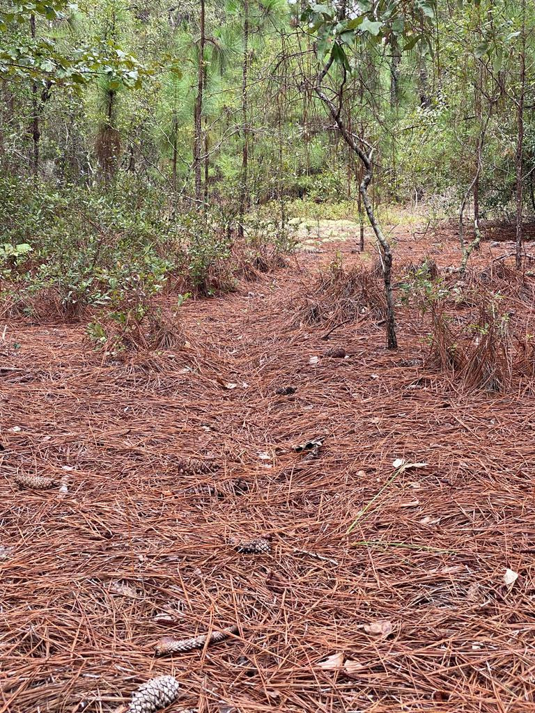 51.92-acre State Park Road Windsor, SC 29856 - Photo 11 of 14