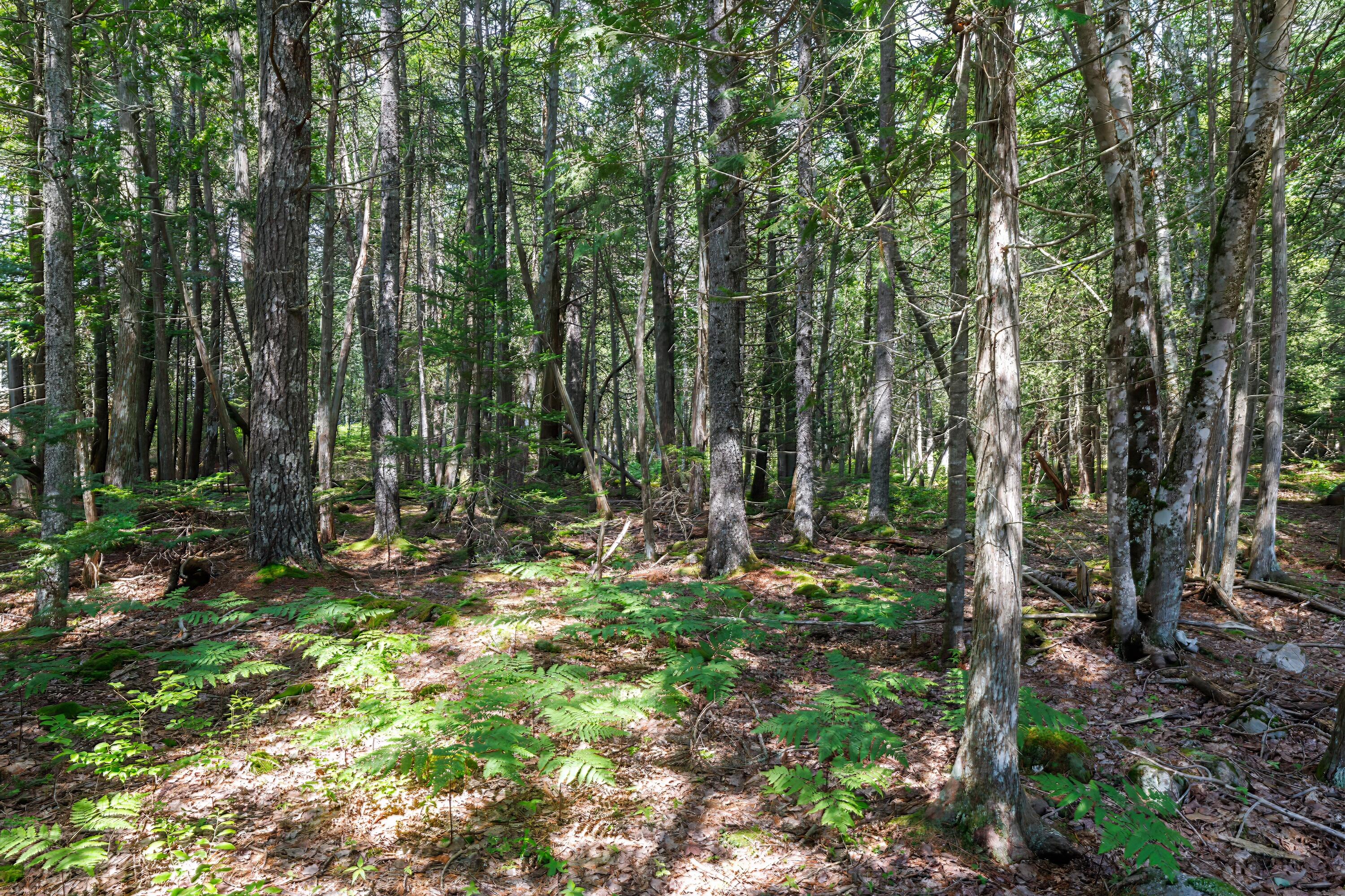 Lot 4 Echo Wds Road Mount Desert, ME 04660 - Photo 18 of 18 woods