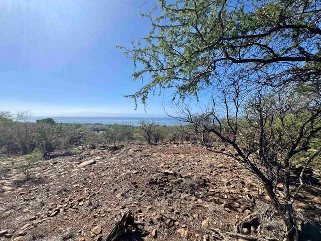 a view of a yard with a tree