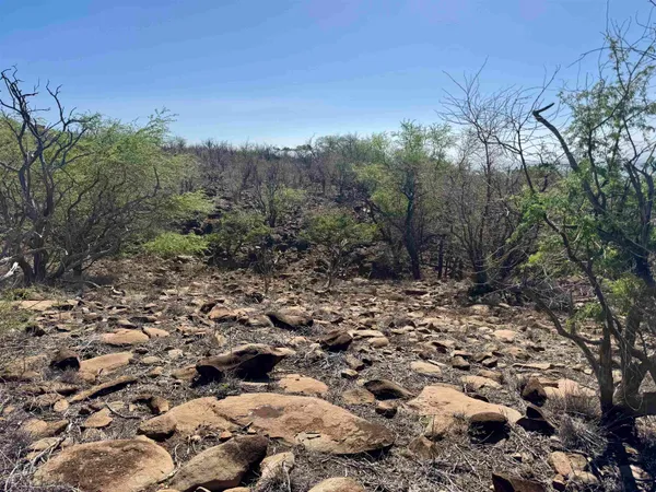 a view of a forest with a tree