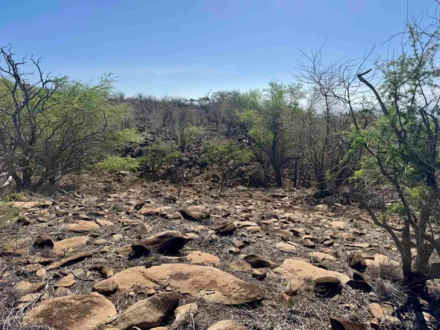 a view of a forest with a tree