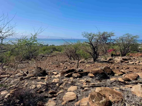a view of a large yard with lots of bushes
