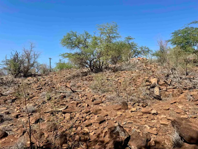 a view of a plants with a tree in the background