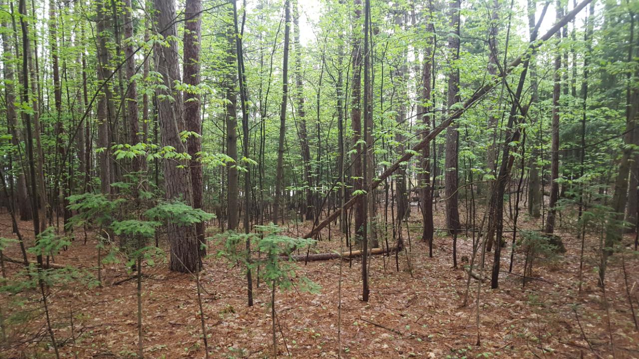 Three Whitefish Lake Road, Unit LOT 3 Three Lakes, WI 54562 - Photo 2 of 13 Gallery Image 2