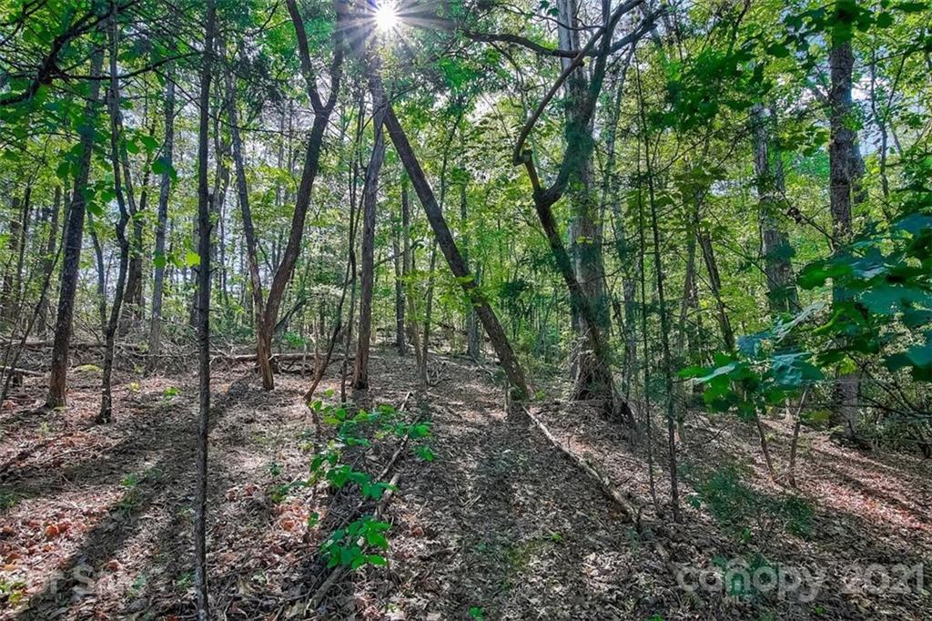 3271 Polk County Line Road Rutherfordton, NC 28139 - Photo 15 of 48 a view of forest