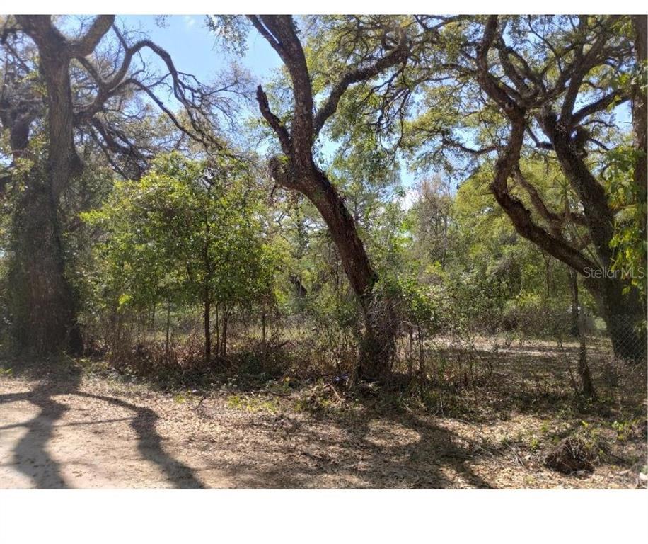 3237 Tiger Street Dade City, FL 33523 - Photo 4 of 6 a backyard of a house with lots of green space