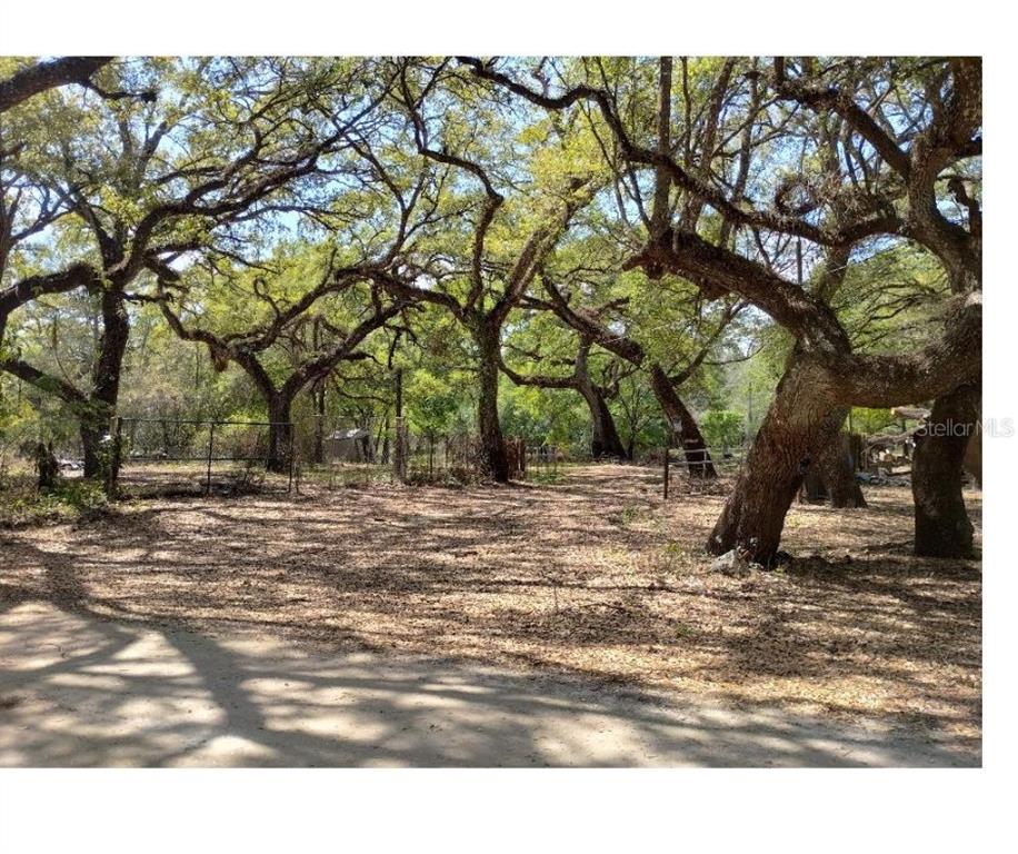 3237 Tiger Street Dade City, FL 33523 - Photo 5 of 6 a view of outdoor space with trees