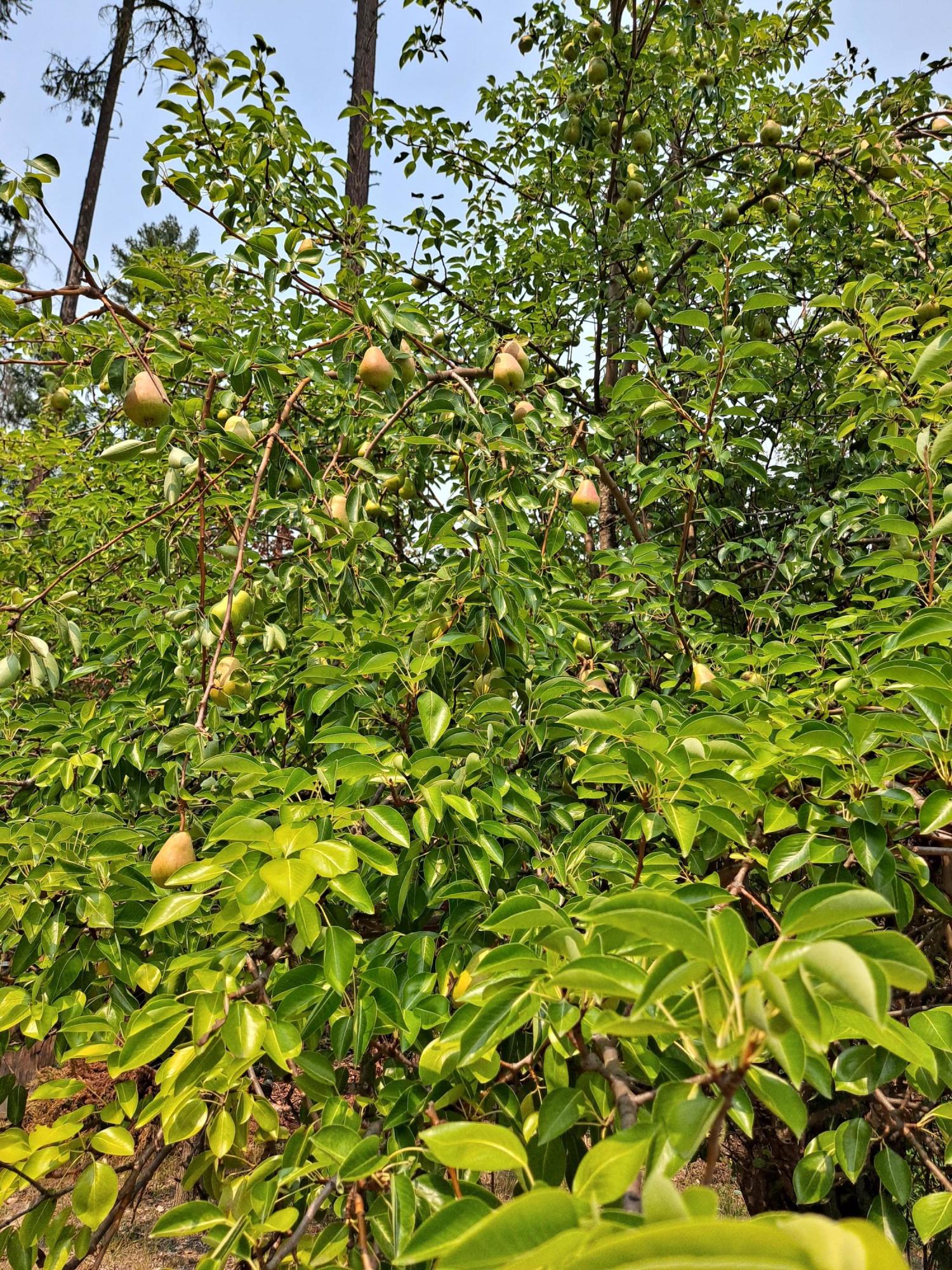 1230 Kincaid Road Williams, OR 97544 - Photo 30 of 36 Several Fruit Trees