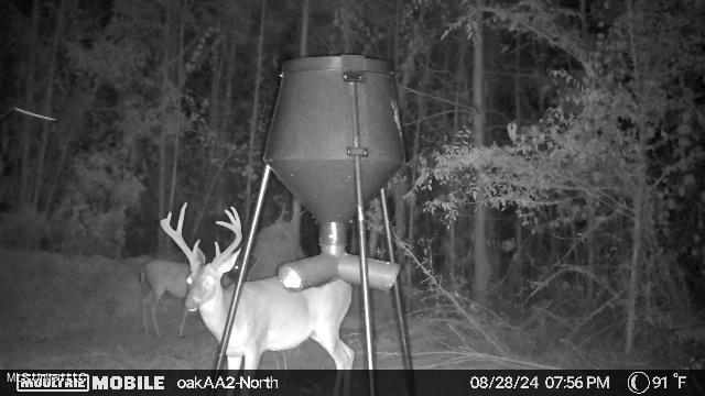 4210 Attala County Road Sallis, MS 39160 - Photo 14 of 52 IMG_7593