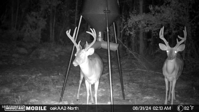 4210 Attala County Road Sallis, MS 39160 - Photo 20 of 52 IMG_7626