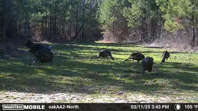 4210 Attala County Road Sallis, MS 39160 - Photo 28 of 52 IMG_9812