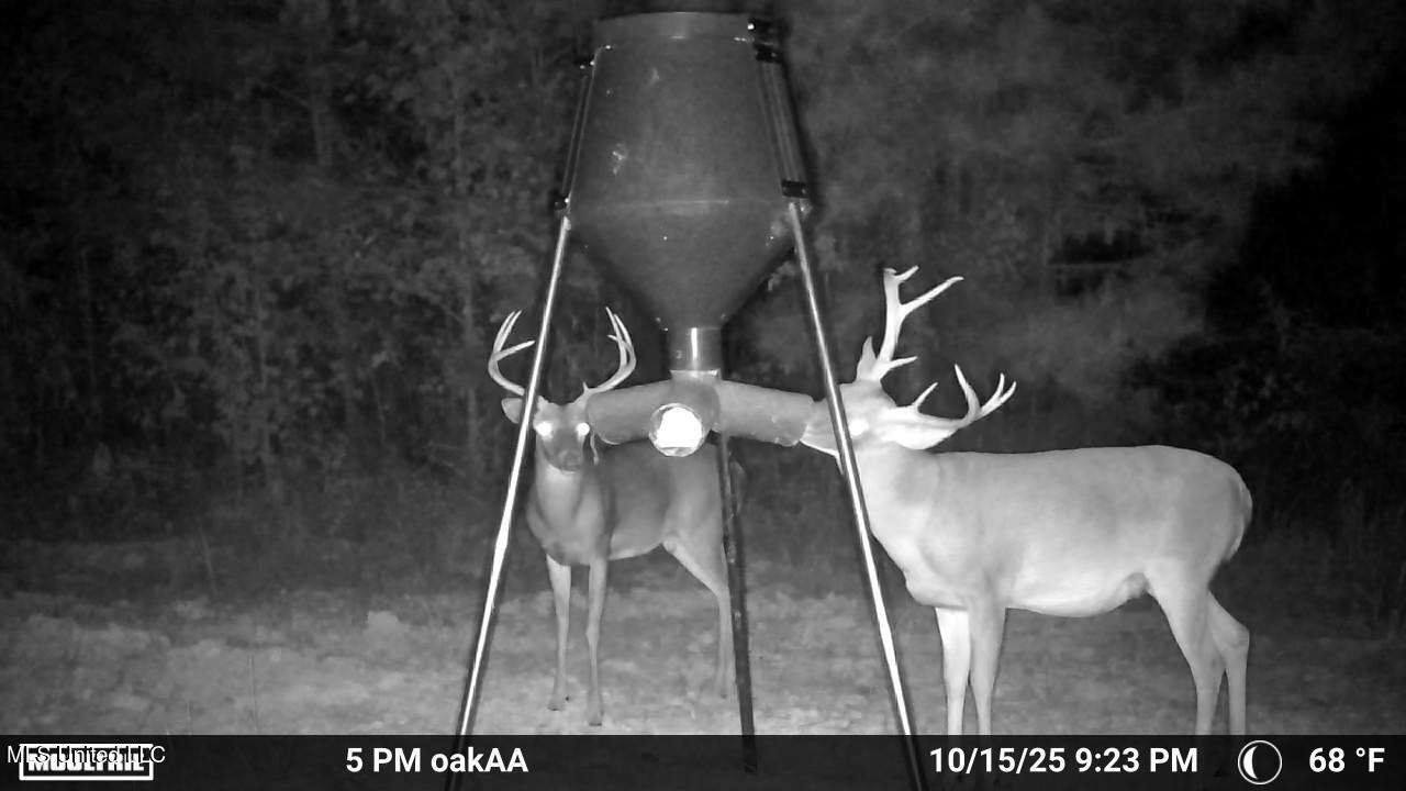 4210 Attala County Road Sallis, MS 39160 - Photo 4 of 52 2