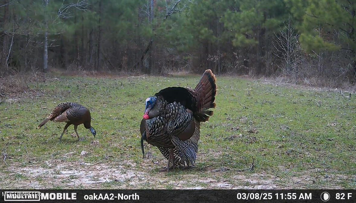 4210 Attala County Road Sallis, MS 39160 - Photo 5 of 52 3