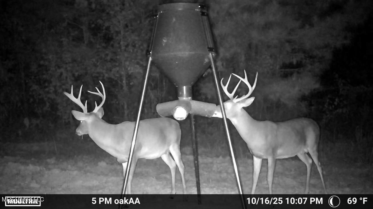 4210 Attala County Road Sallis, MS 39160 - Photo 7 of 52 4